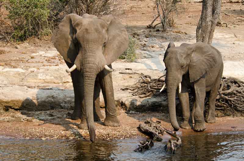 Elefante - parque nacional de Chobe - Botswana 02.jpg